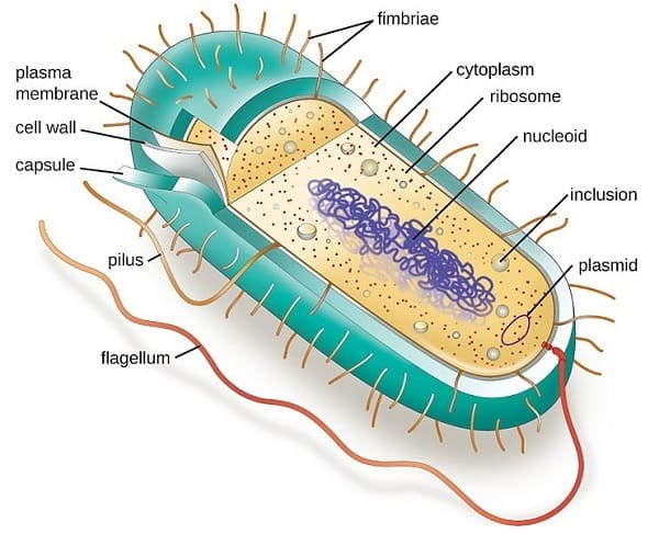 Cổ khuẩn (Archaea) là gì?