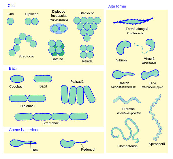 Vi khuẩn là gì Hình thể cấu trúc và sinh lý