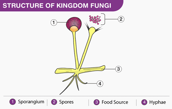Nấm (Fungus) là gì?