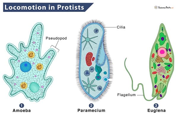 Sinh vật nguyên sinh (Protist) là gì?