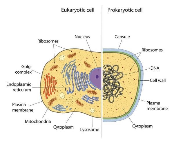 Sinh vật nhân thực (Eukaryotes) là gì?