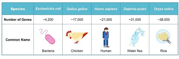 Số lượng gen của một số sinh vật