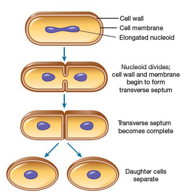 Vẽ và chú thích các thành phần cấu tạo của tế bào nhân sơ