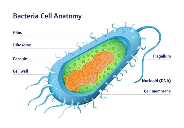 Cấu trúc tế bào của vi khuẩn