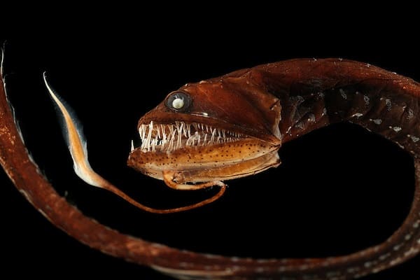 Có thể không giành chiến thắng trong bất kỳ cuộc thi sắc đẹp nào, nhưng loài cá biển sâu giống lươn này có khả năng phát quang sinh học bắt mắt.