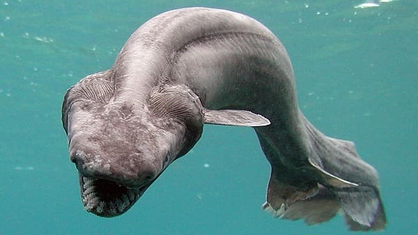 Do có thân hình dài nên cá mập xếp nếp đôi khi thoạt nhìn giống như một con lươn.