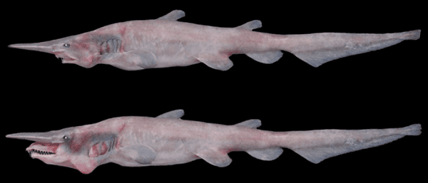 Cá mập yêu tinh khác thường về nhiều mặt; một trong số đó là màu hồng của nó.