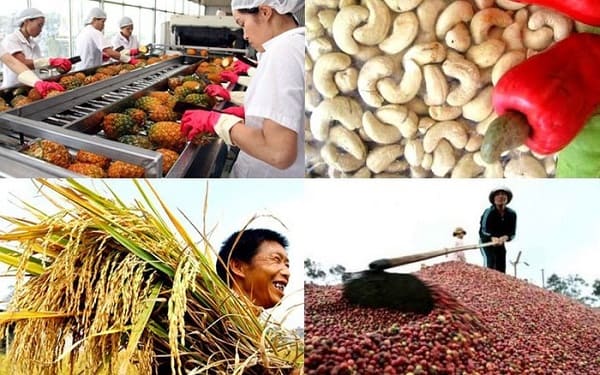 Thực trạng xuất khẩu nông sản của Việt Nam sang EU kể từ khi EVFTA có hiệu lực