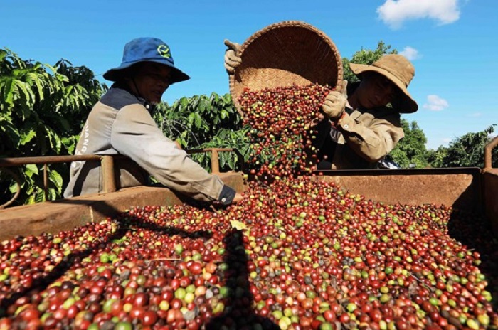 Trung Quốc tiêu thụ nông sản Việt cao kỷ lục