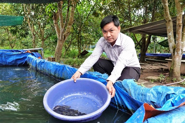 Nuôi cá tai tượng da beo