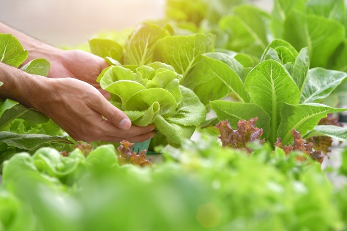 Tiêu chuẩn VietGAP đảm bảo chất lượng sản phẩm, nâng cao uy tín doanh nghiệp