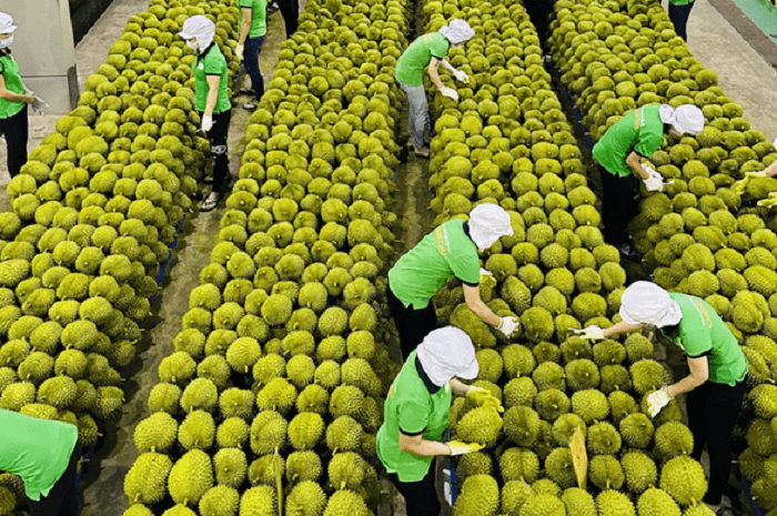 Thêm nhiều vùng trồng được phê duyệt, xuất khẩu sầu riêng sang Trung Quốc bùng nổ?