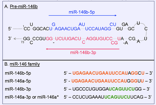 Cấu trúc và trình tự của MicroRNA 146b