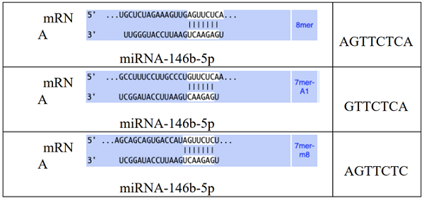 Sự bắt cặp của miRNA-146b-5p với mRNA thông qua các seed sites. 