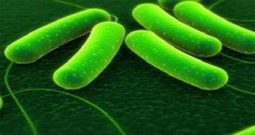 Báo động về chủng E.coli ST131