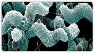 Các phương pháp nhận dạng và phát hiện vi khuẩn Campylobacter