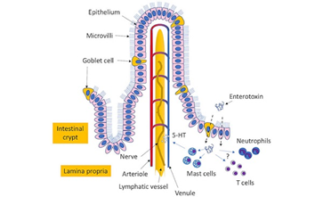 Kháng nguyên Enterotoxin của tụ cầu - Staphylococcus aureus là gì?