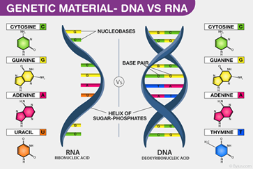 Gen là gì? Đột biến gen là gì? Cấu trúc của gen, DNA, RNA