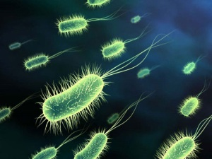 Sự kỳ diệu của vi khuẩn