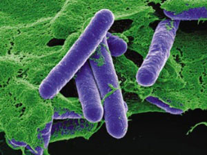 Sự nguy hiểm của vi khuẩn Clostridium botulinum